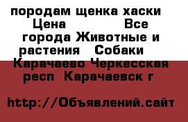 породам щенка хаски › Цена ­ 10 000 - Все города Животные и растения » Собаки   . Карачаево-Черкесская респ.,Карачаевск г.